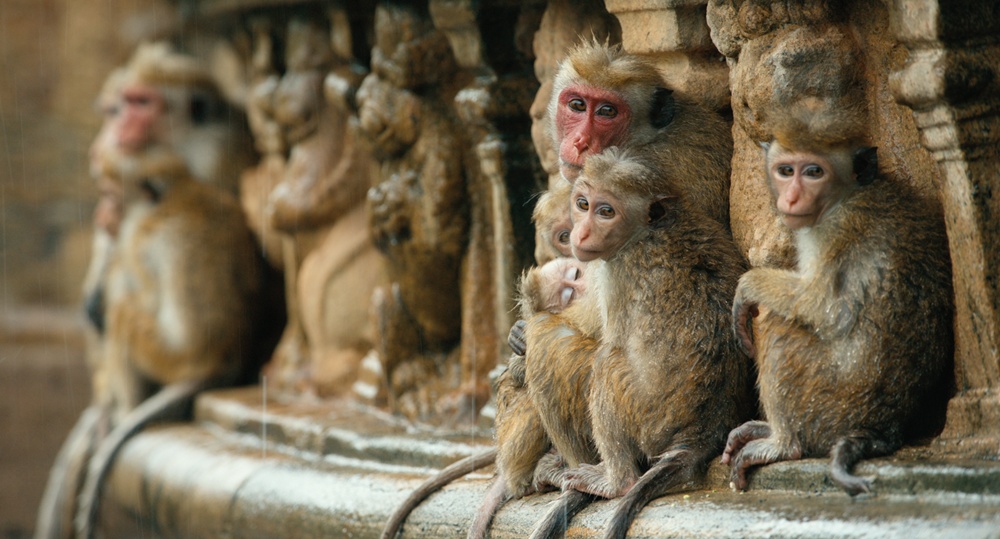 monos_2_ew