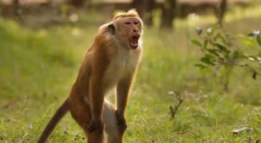 monos_3_ew